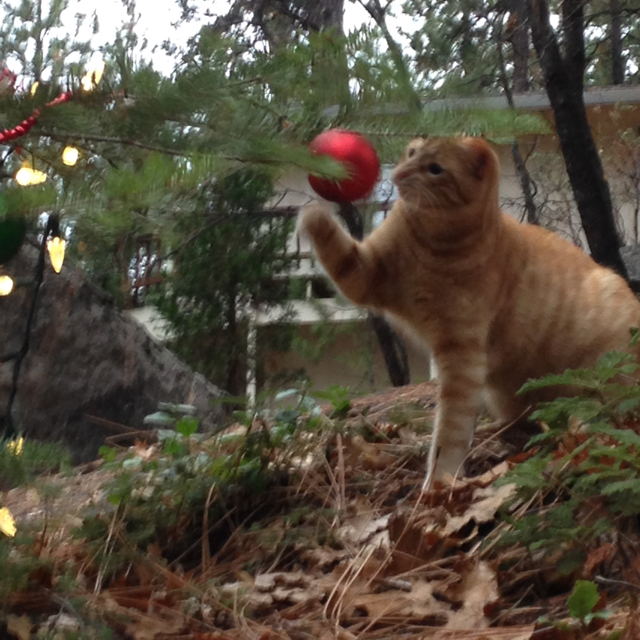Fred attacking an ornament